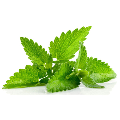 Mint Leave