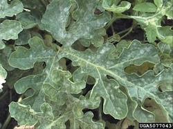 Bio Fungicides