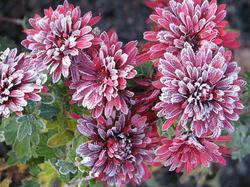 Bio Fungicides