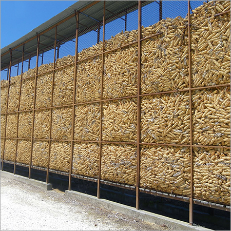 Fresh Maize
