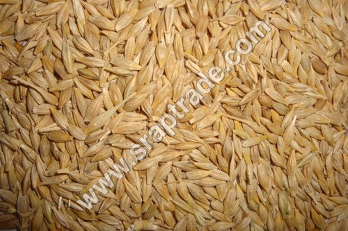 Barley By SHREE RAGHVENDRA AGRO PROCESSORS