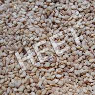 Sesame Seeds Export Quality