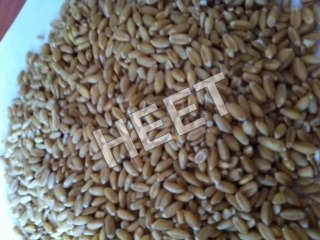 Milling wheat