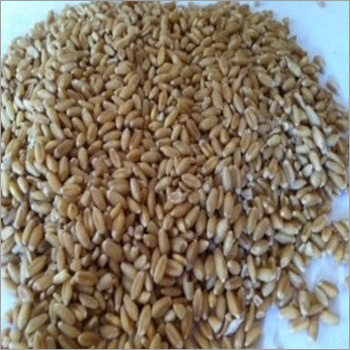 Indian Milling Wheat