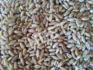Natural Milling wheat