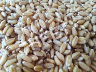 Indian wheat
