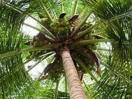 coconut tree