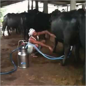 Buffalo Bucket Milking Machine