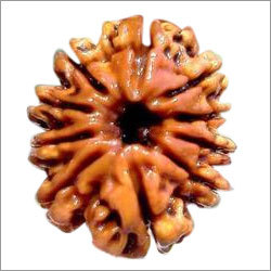 10 Mukhi Rudraksha