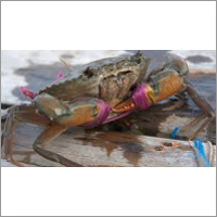 Live Crab