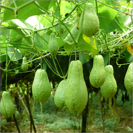 Chayote