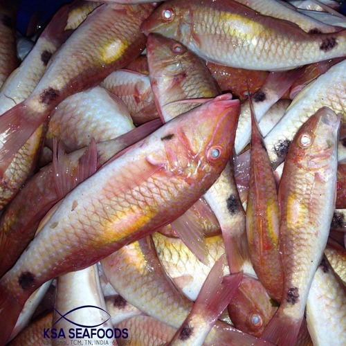 Red Mullet
