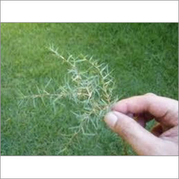 Bermuda grass