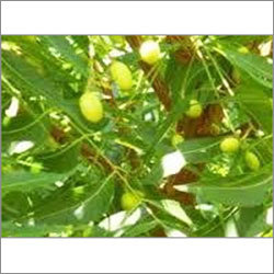 Neem(Azadirachta indica)