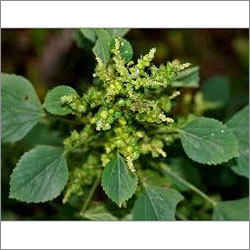 Indian nettle, three-seeded mercury(Acalypla indica)