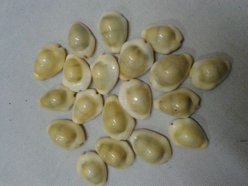 Yellow Cowrie Shell