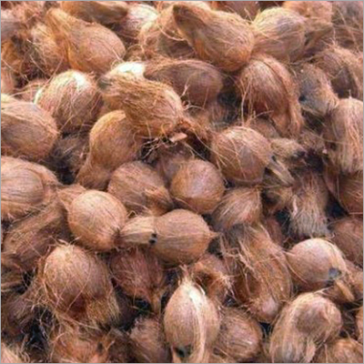 Fresh Coconuts