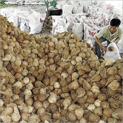Indian Whole Coconuts