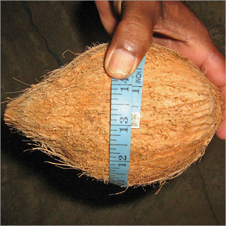 Indian Fresh Coconut