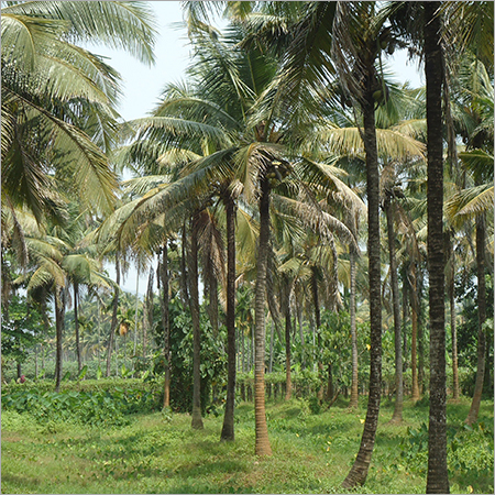 Tender Coconut Tree Farm