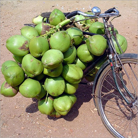 Tender Coconut Bunch