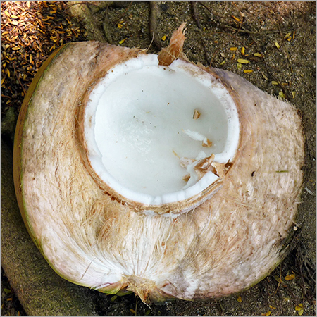 Fresh Tender Coconut