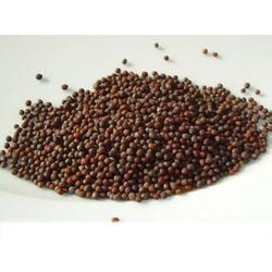 Black Mustard Seeds