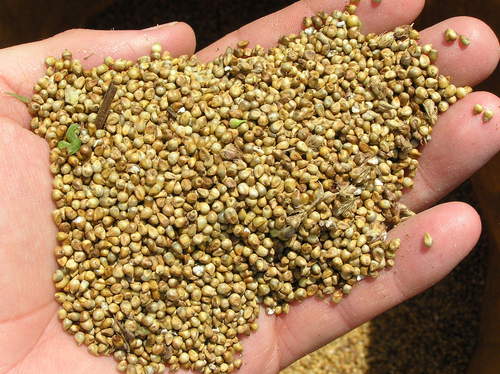 Raw Wheat Pearl Millet