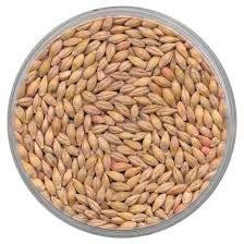 Barley Seeds