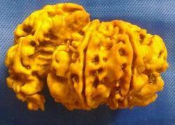 Rare Rudraksha Beads