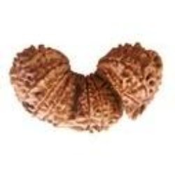 Trijuti Rudraksha