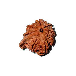 Ganesh Rudraksha
