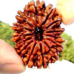 Nepali Rudraksha