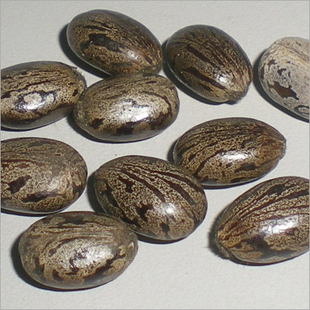 Castor Seeds