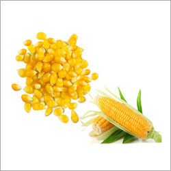 Yellow Maize