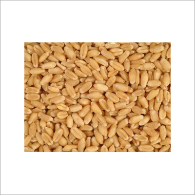 Whole Grain Wheat