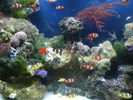 Imported live ornamental fishes