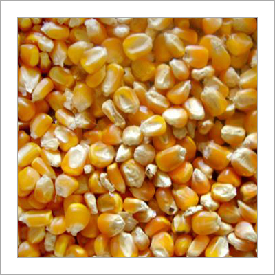 Maize