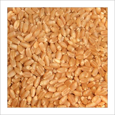 Wheat