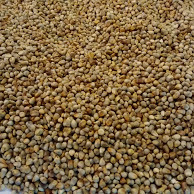 Bajra