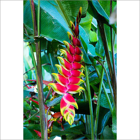Heliconia