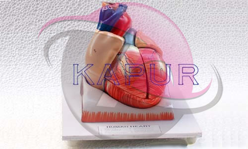 Human Heart Model