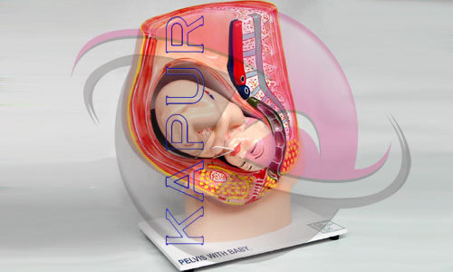 Female Pelvis With Baby Model