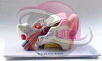 Human Ear Model