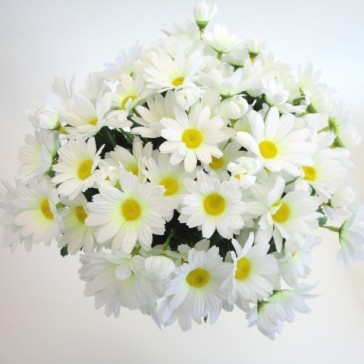 White Daisy
