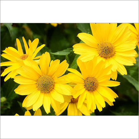 Yellow Daisy