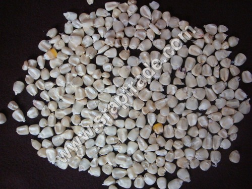 New Crop White Maize