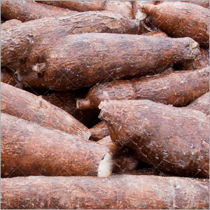 Cassava Roots
