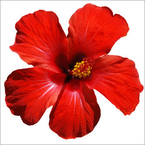 Hibiscus Flower