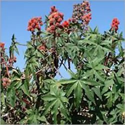 Herbal Castor Oil